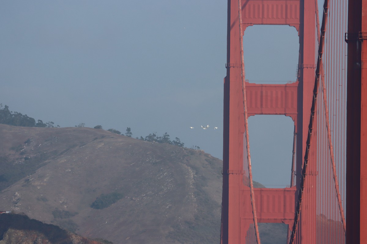 Tundra Swan - ML646196427
