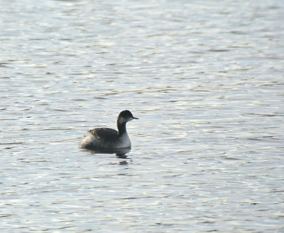potápka černokrká - ML646196433