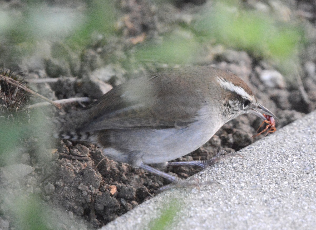 Підбуреник - ML646196435