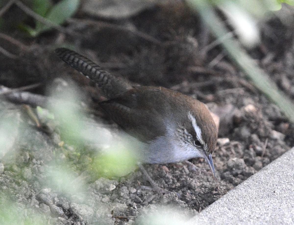 Підбуреник - ML646196438