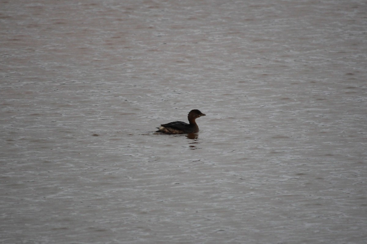 Pied-billed Grebe - ML646196439
