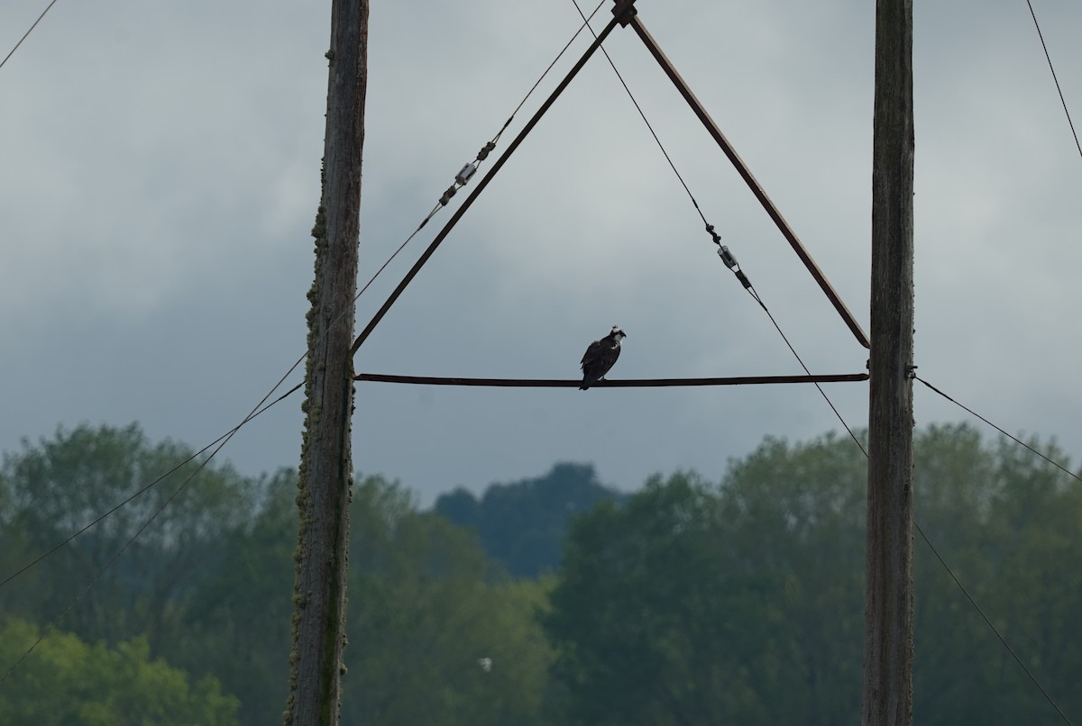 Osprey - ML646196441