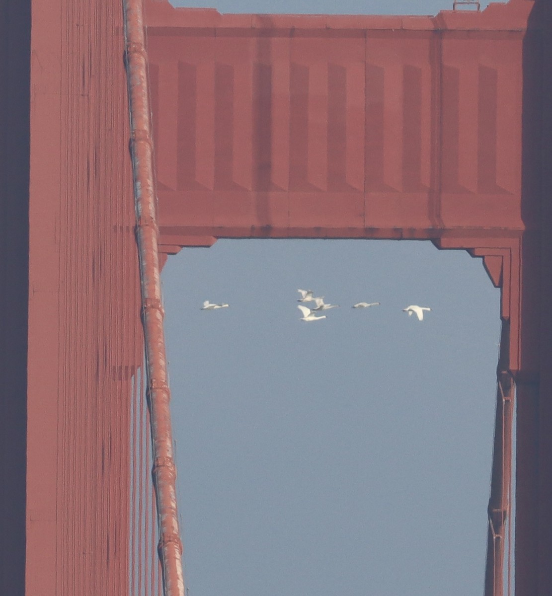 Tundra Swan - ML646196442