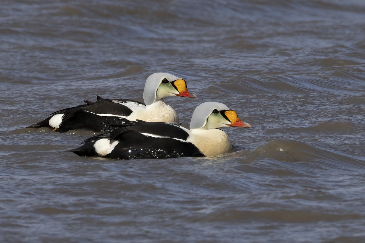 Гага-гребенушка - ML646196450
