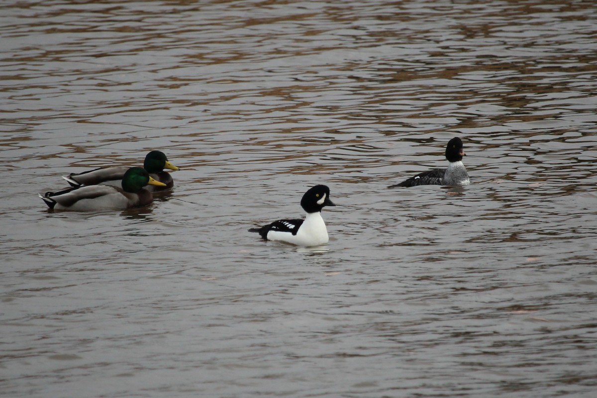 Murgilari islandiarra - ML646196473