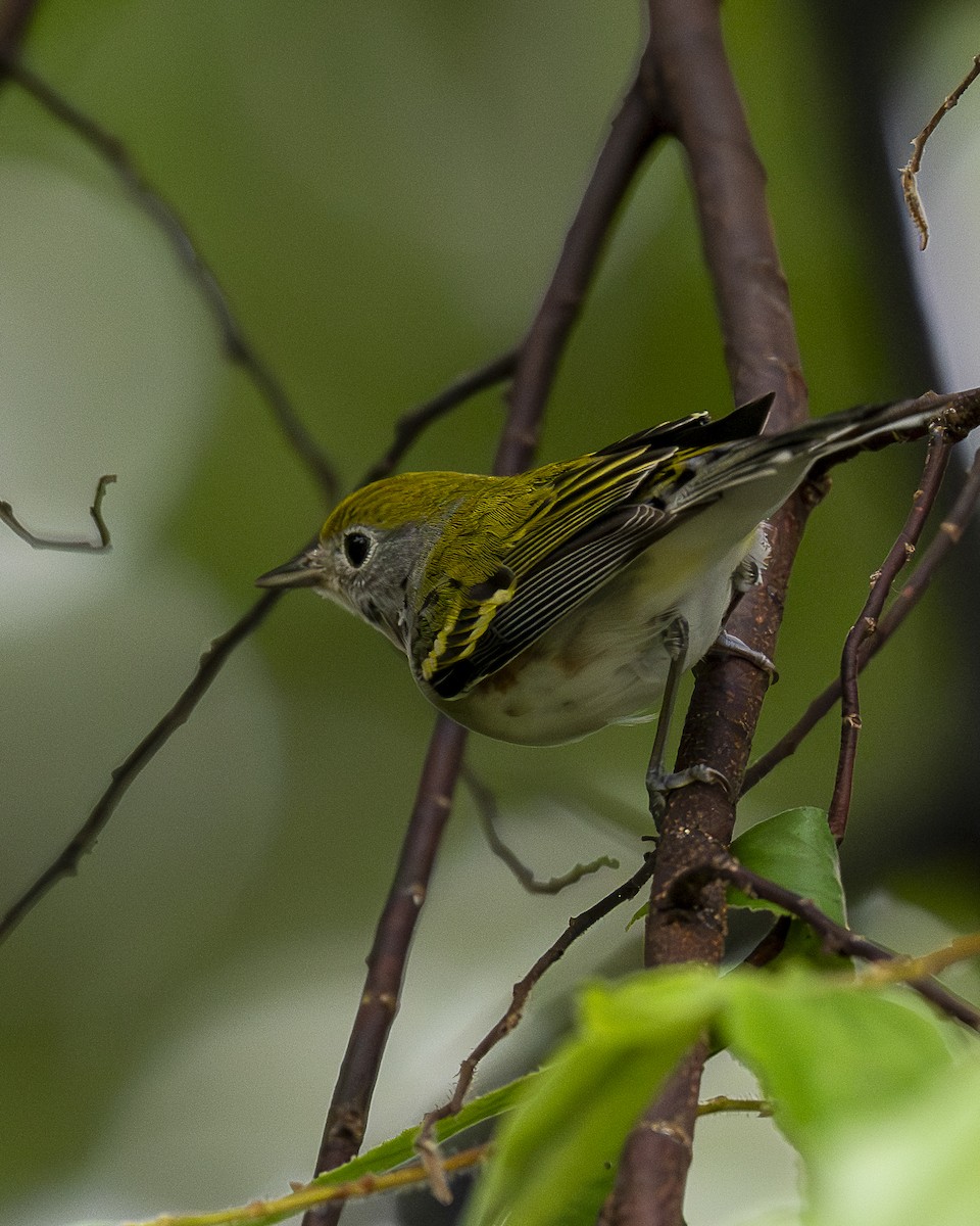 lesňáček rezavoboký - ML646196487