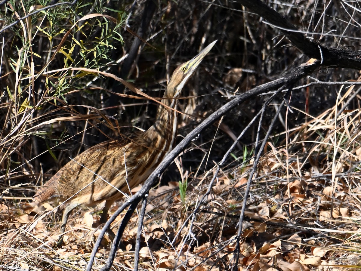 American Bittern - ML646196494