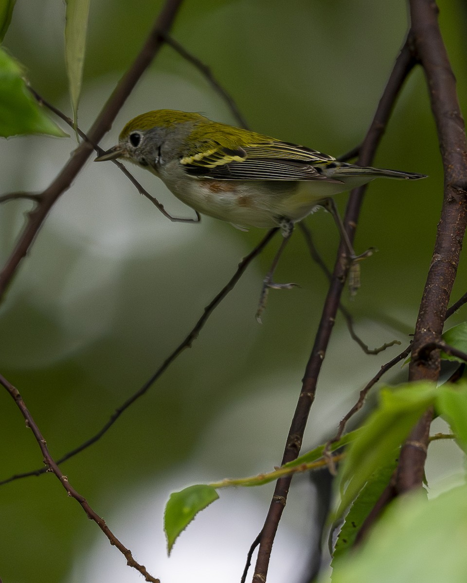 lesňáček rezavoboký - ML646196495