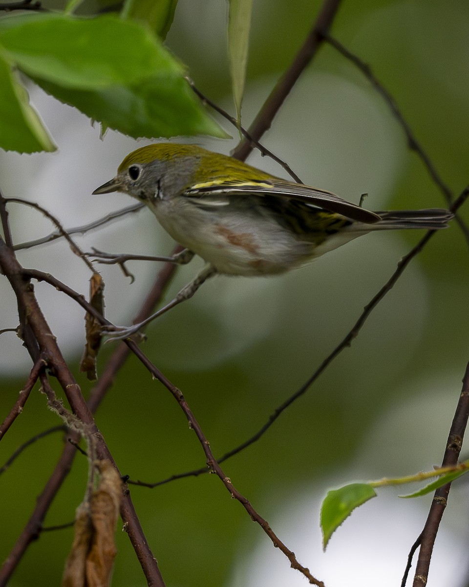 lesňáček rezavoboký - ML646196501
