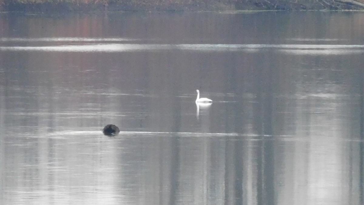 Tundra Swan - ML646196502