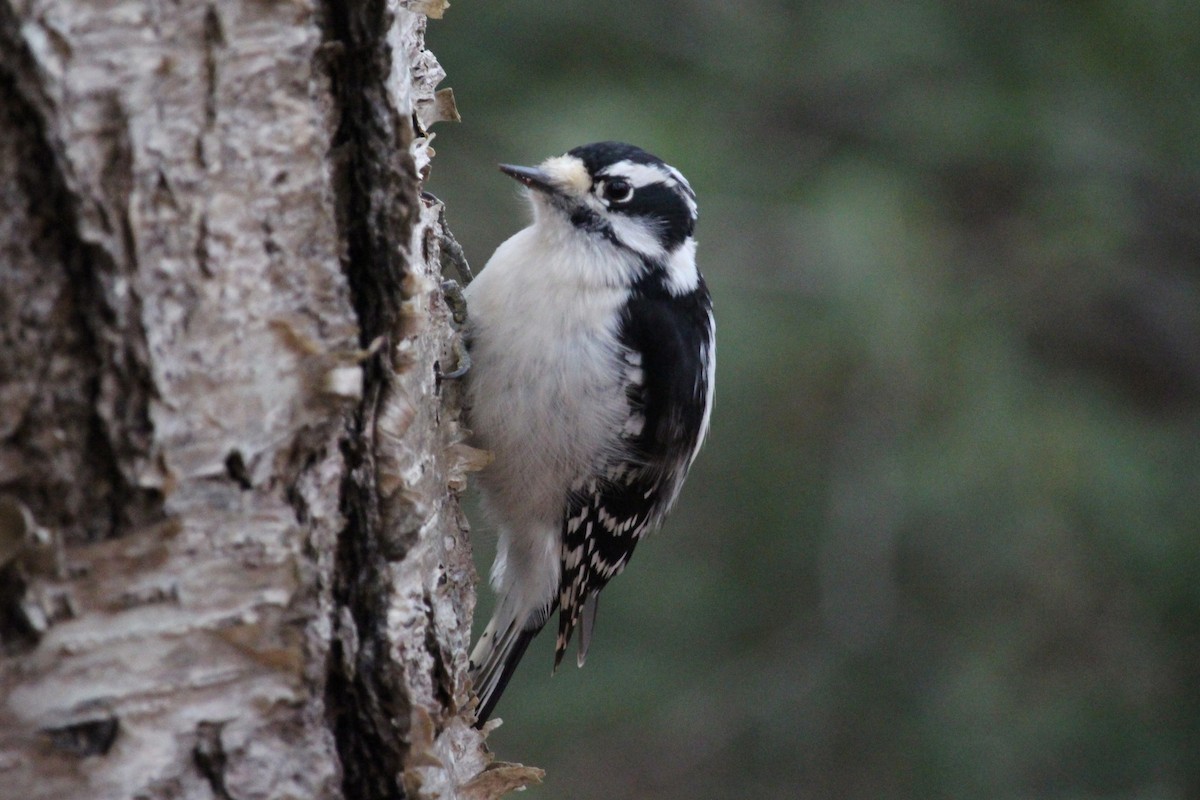 Downy Woodpecker - ML646196503