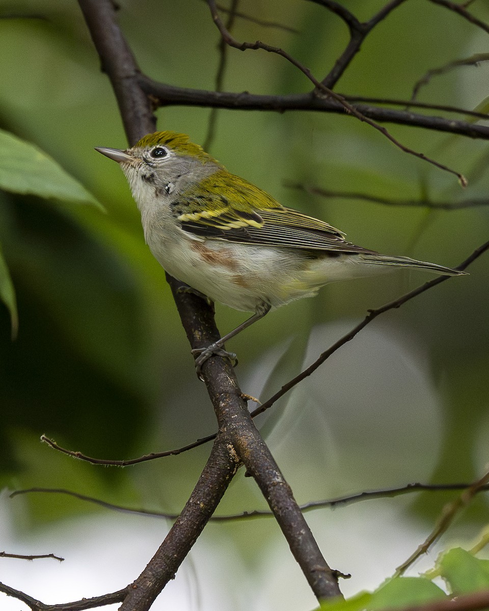 lesňáček rezavoboký - ML646196505
