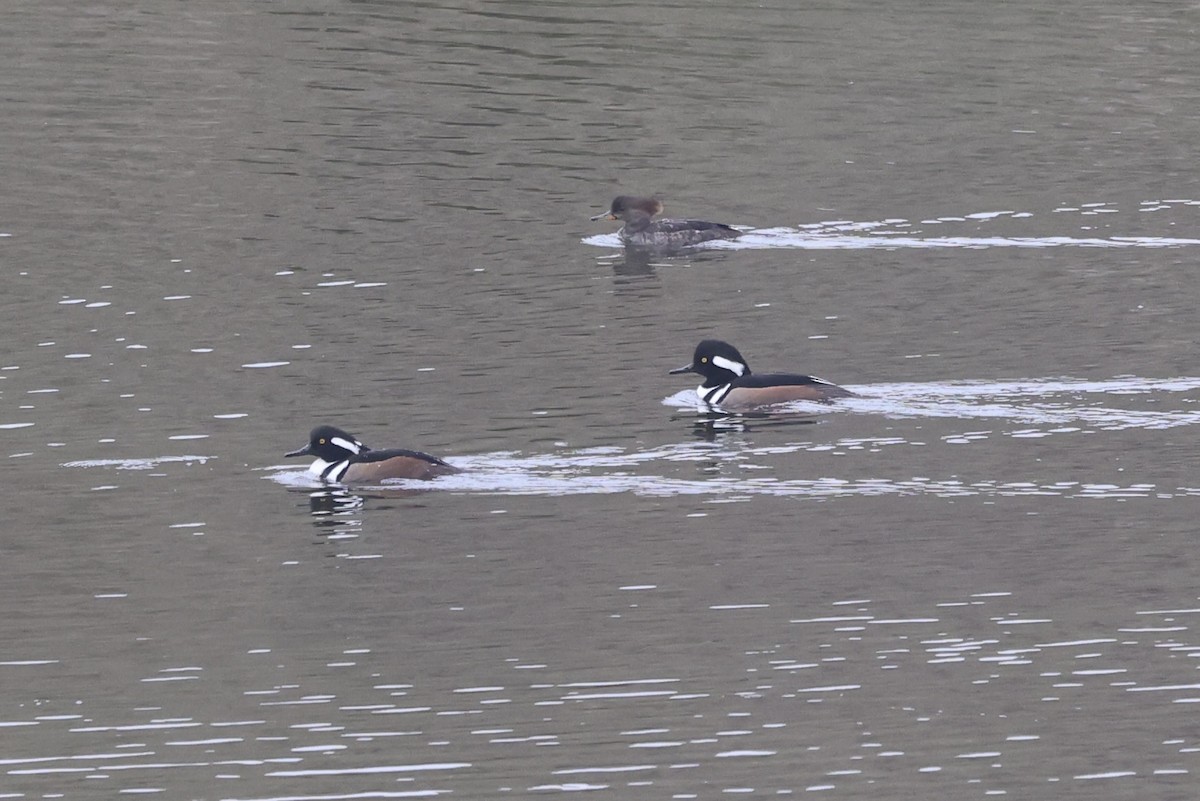 Hooded Merganser - ML646196506