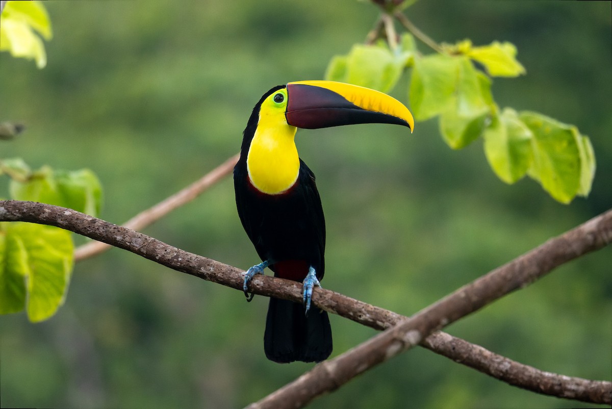 Yellow-throated Toucan - ML646196507