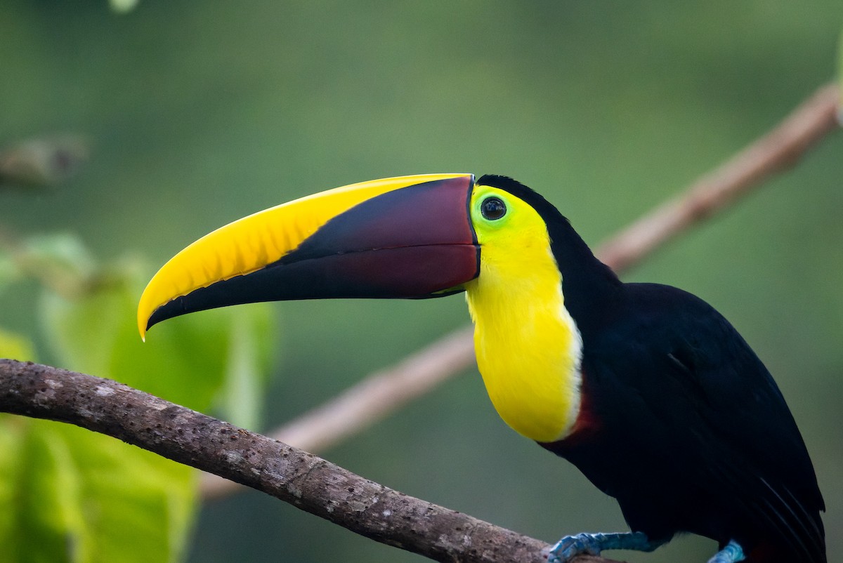 Yellow-throated Toucan - ML646196508