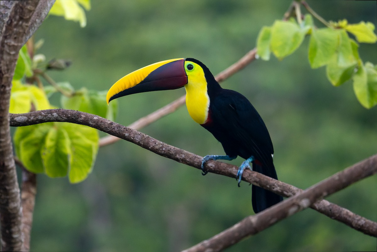 Yellow-throated Toucan - ML646196509