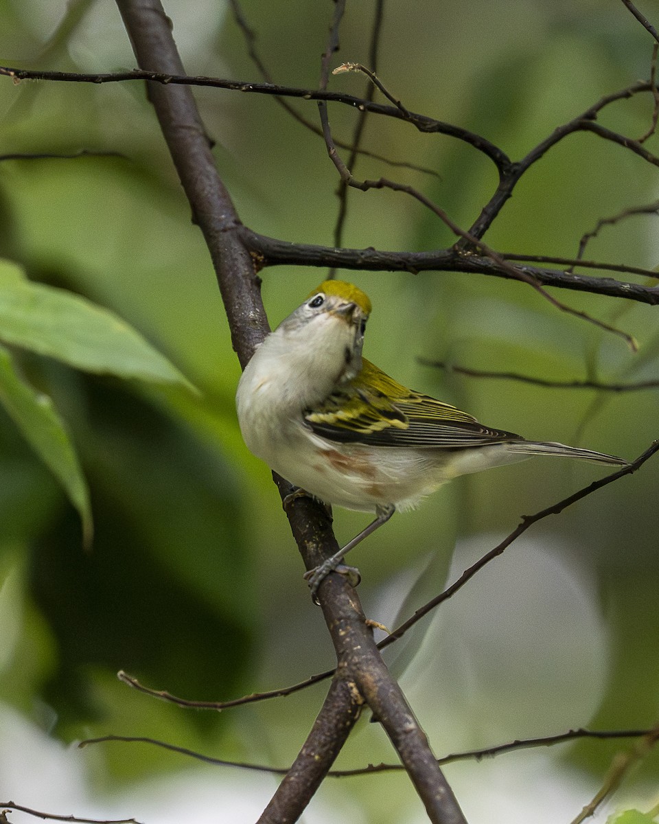 lesňáček rezavoboký - ML646196511