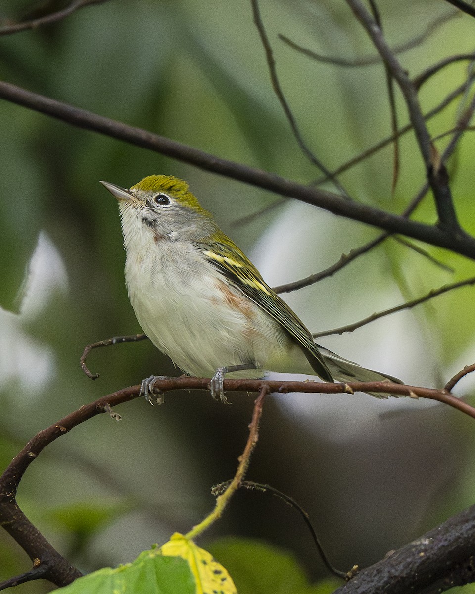 lesňáček rezavoboký - ML646196515
