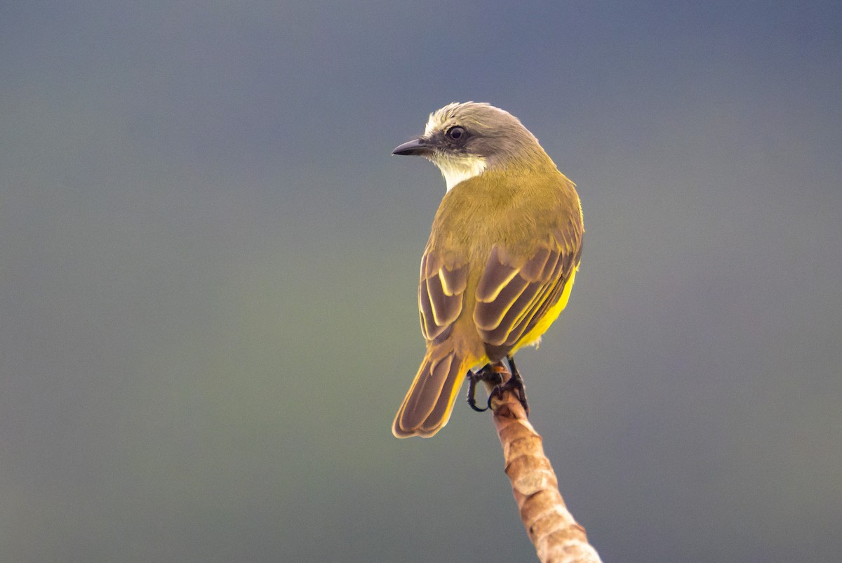 Gray-capped Flycatcher - ML646196523