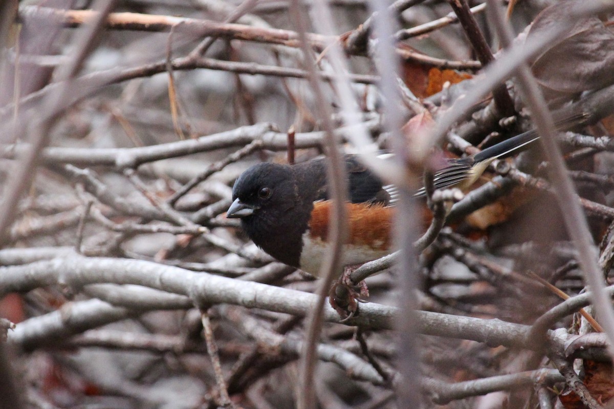 Eastern Towhee - ML646196524