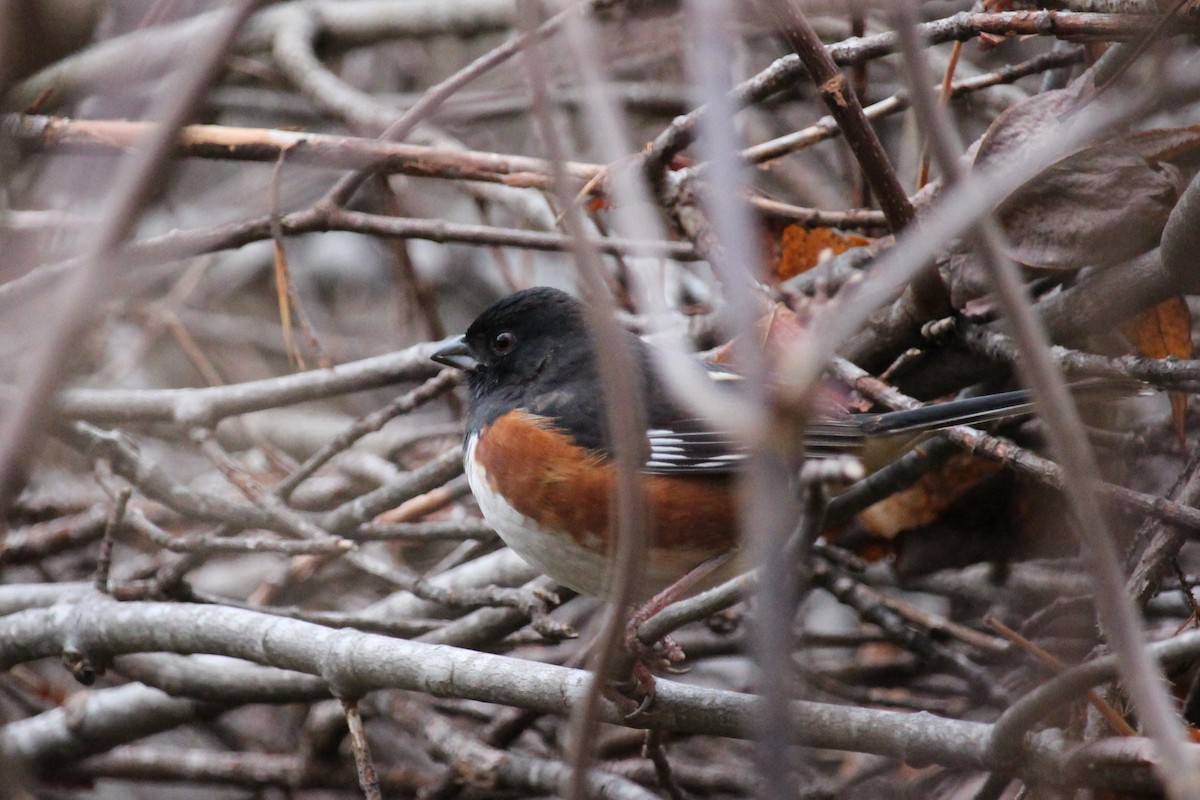 Eastern Towhee - ML646196532