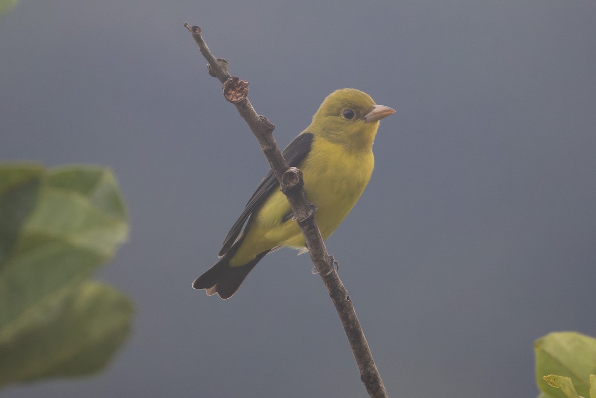 Scarlet Tanager - ML646196535