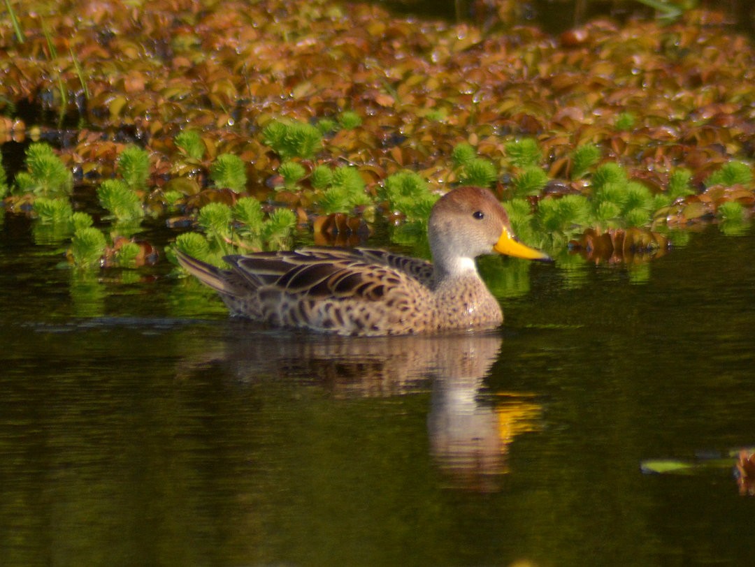 Ahate ziri-buztana - ML646196536