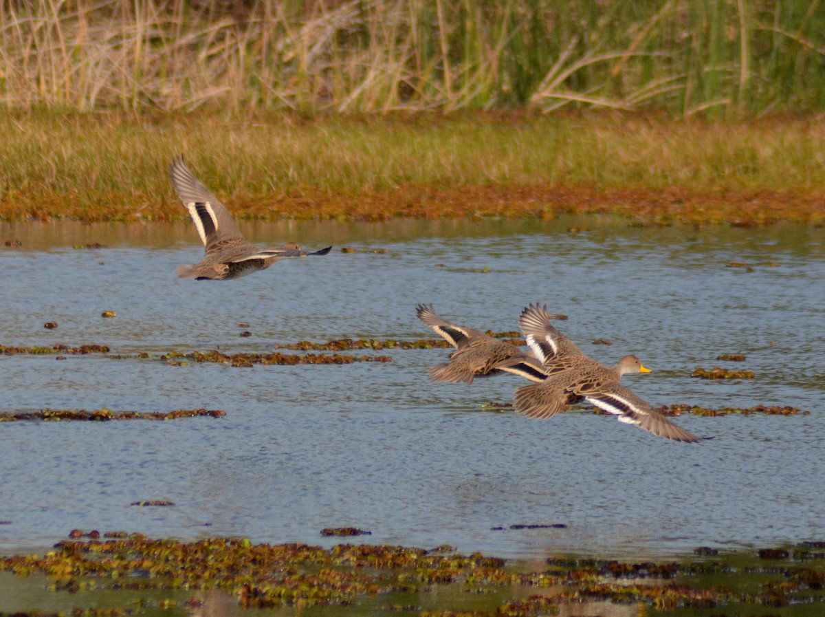 Ahate ziri-buztana - ML646196537