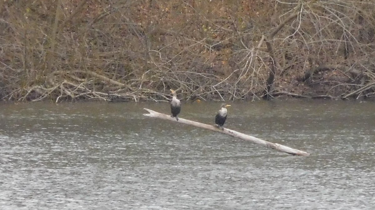 Double-crested Cormorant - ML646196552