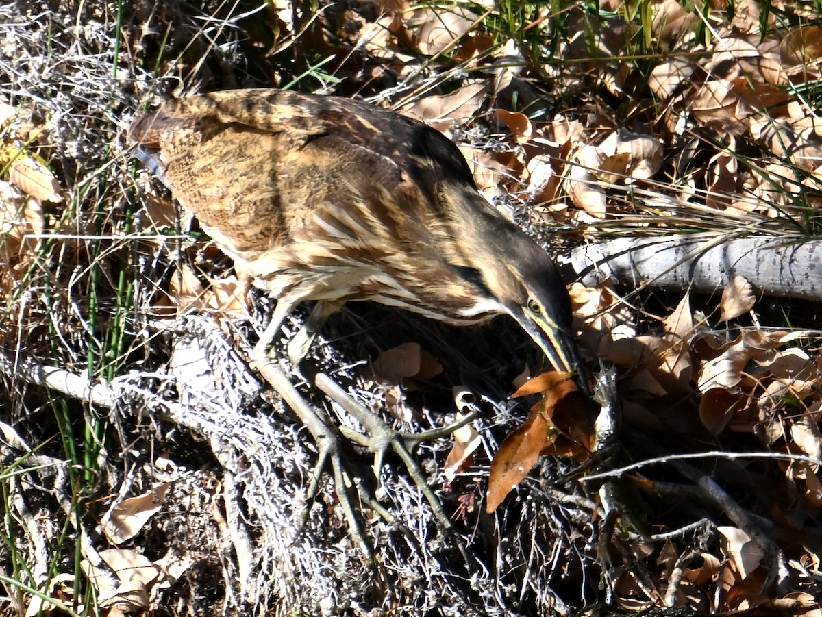 American Bittern - ML646196553