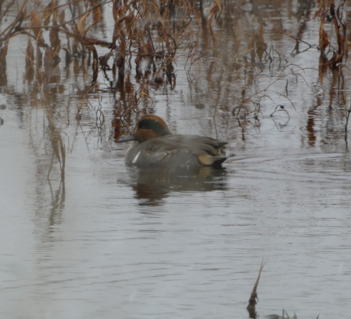 Green-winged Teal - ML646196563