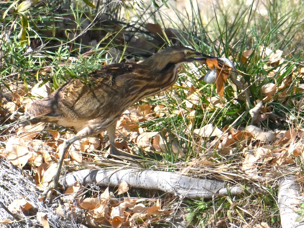 American Bittern - ML646196564