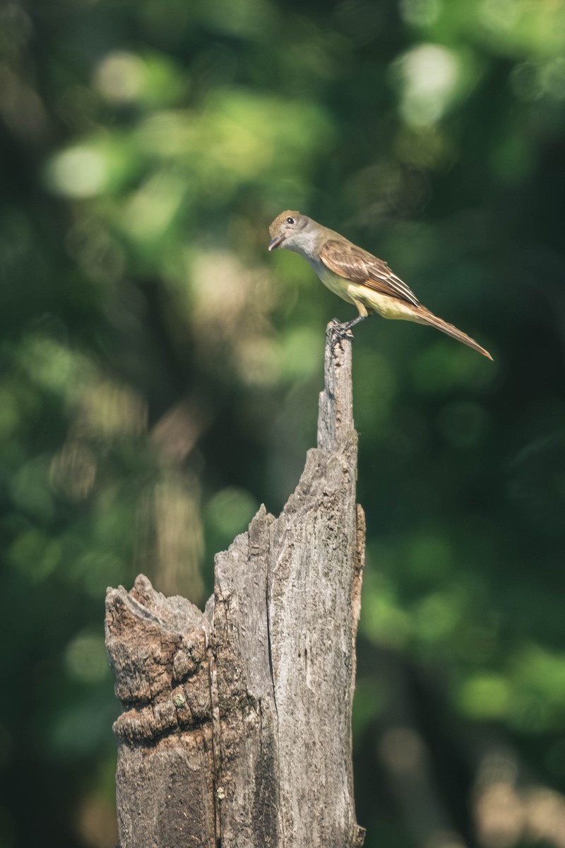 Sarı Karınlı Sinekkapan - ML646196567