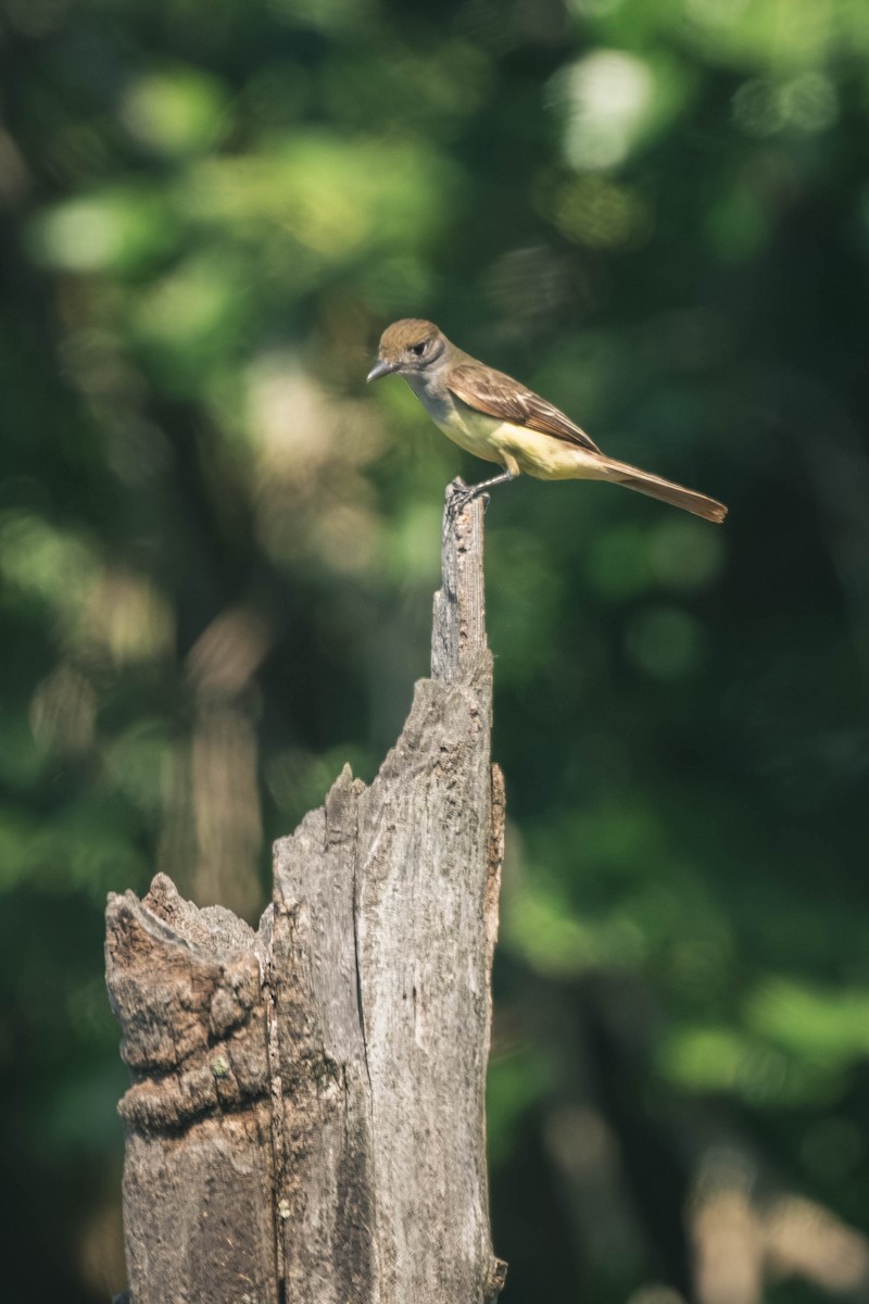Sarı Karınlı Sinekkapan - ML646196568
