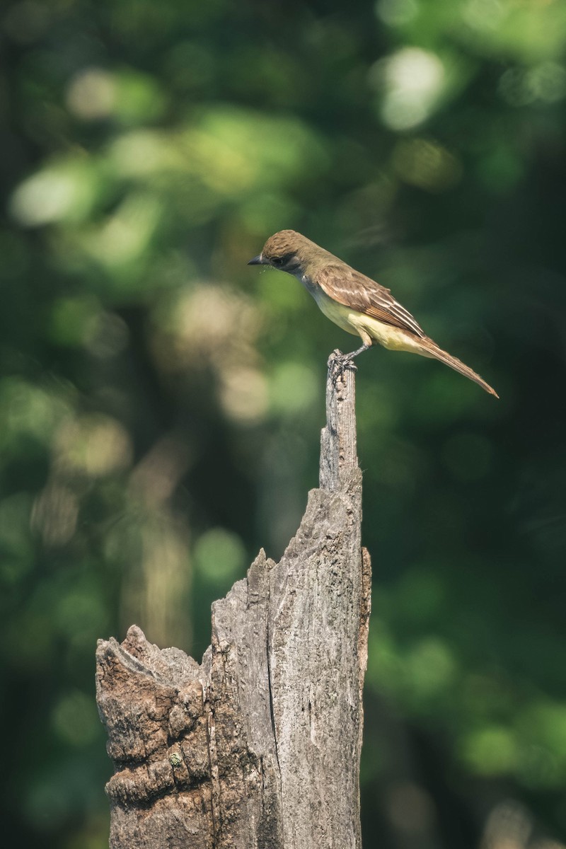Sarı Karınlı Sinekkapan - ML646196569