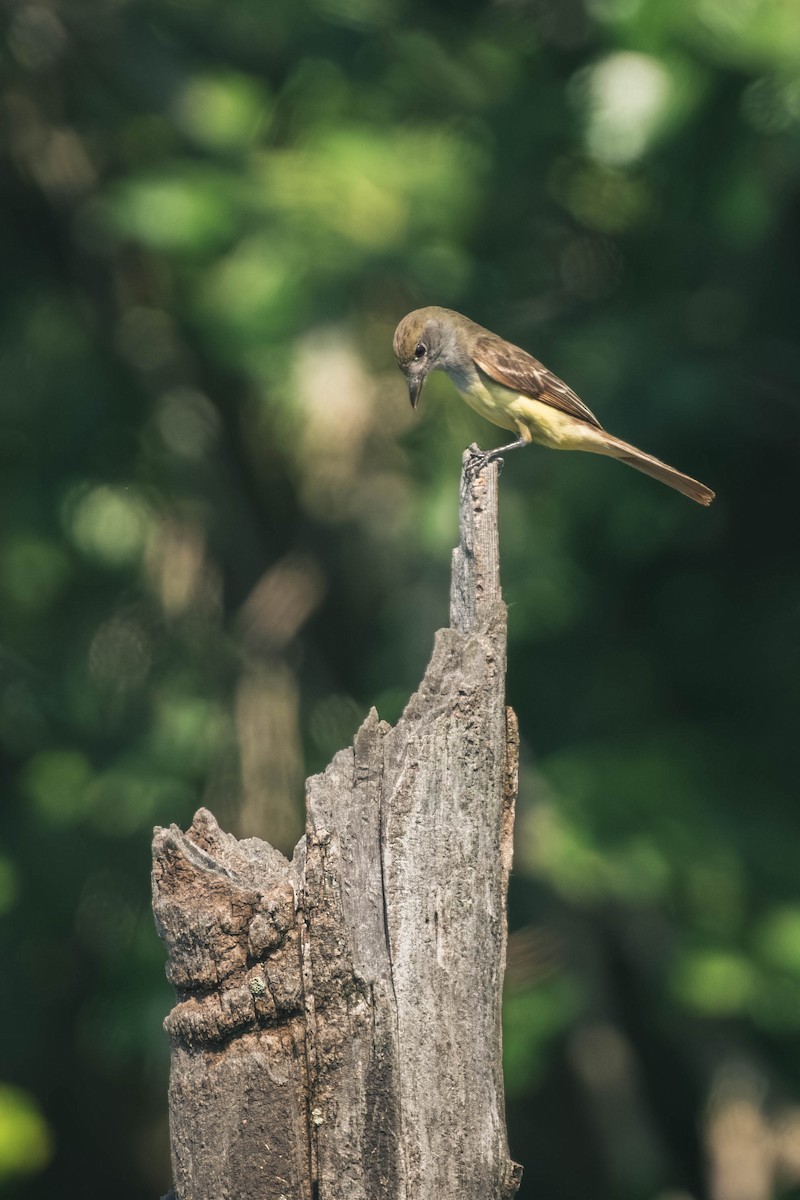 Sarı Karınlı Sinekkapan - ML646196570
