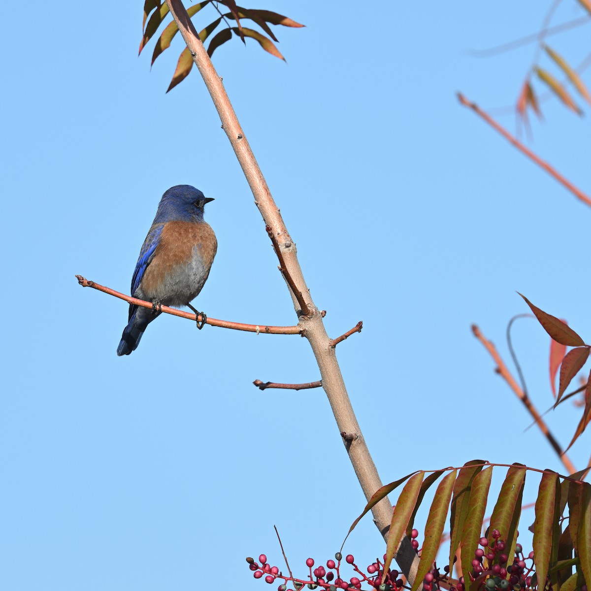 Western Bluebird - ML646196571