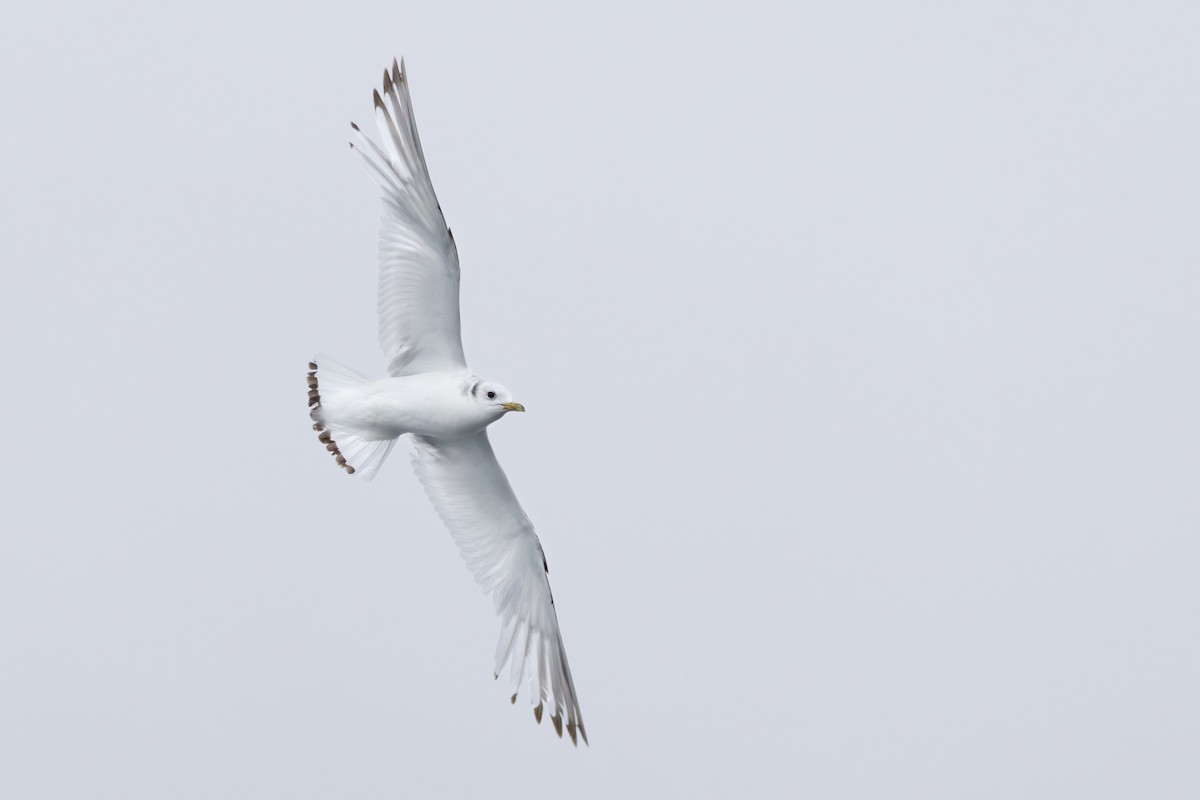 Kara Ayaklı Martı (tridactyla) - ML646196582