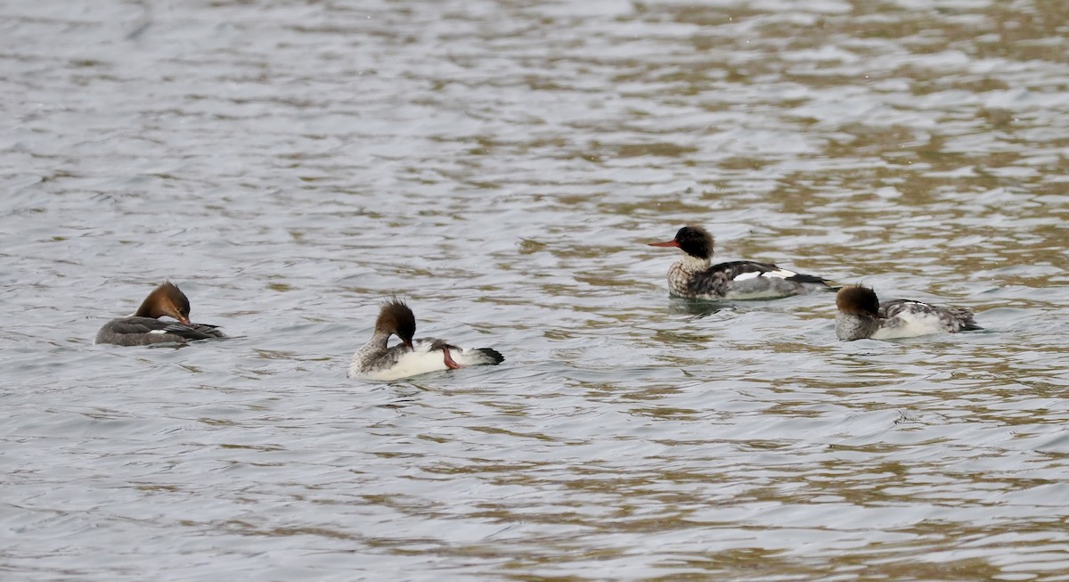 紅胸秋沙 - ML646196583