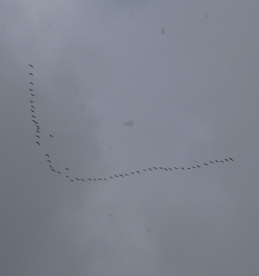 Canada Goose - ML646196589