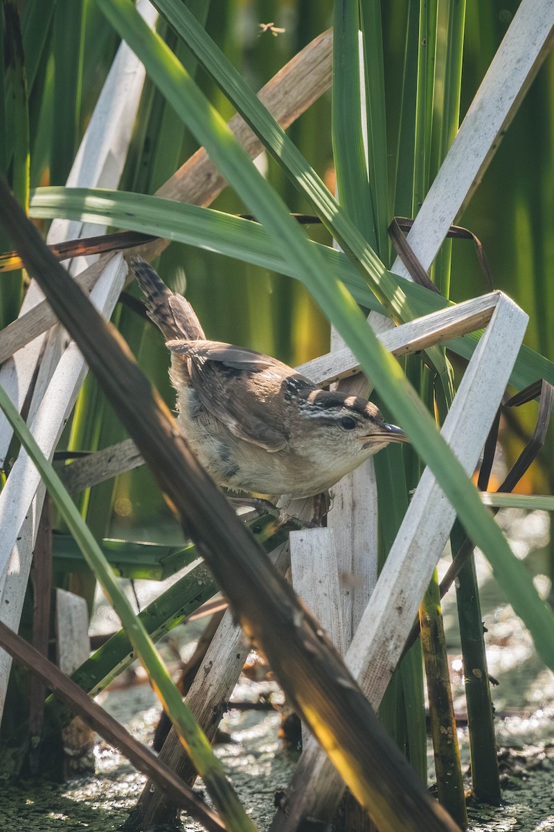Marsh Wren - ML646196600