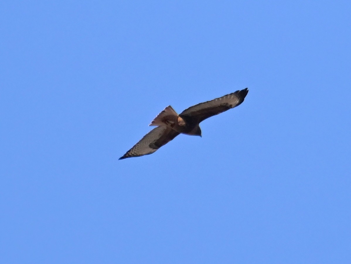 Red-tailed Hawk - ML646196601