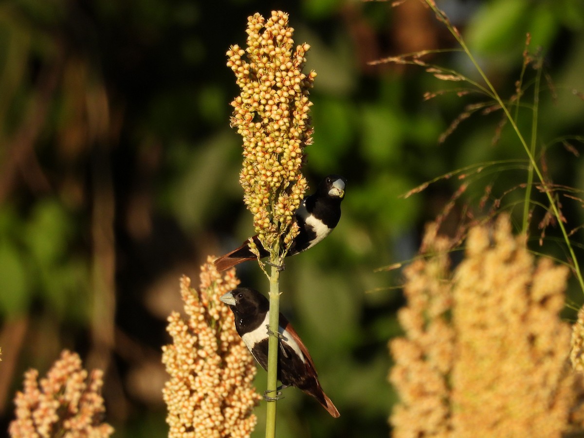 Tricolored Munia - ML646196607