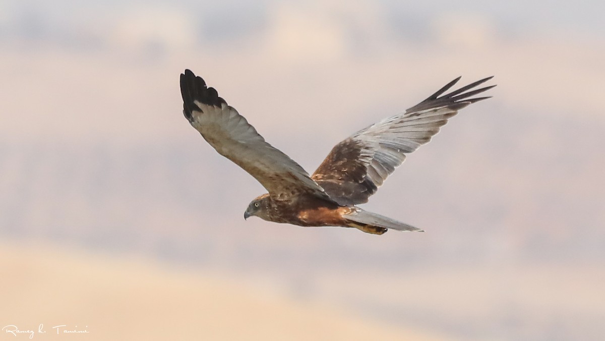 Western Marsh Harrier - ML646196612