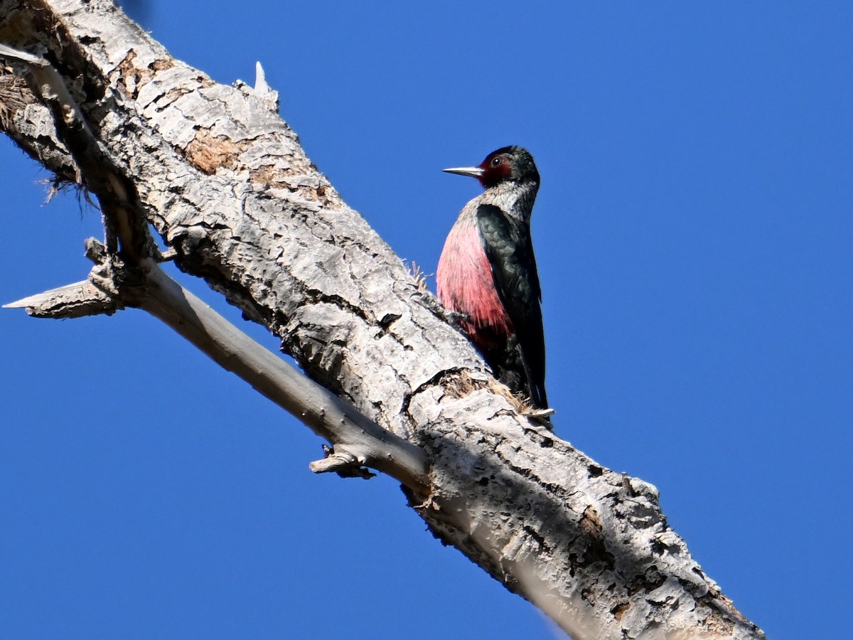Lewis's Woodpecker - ML646196616
