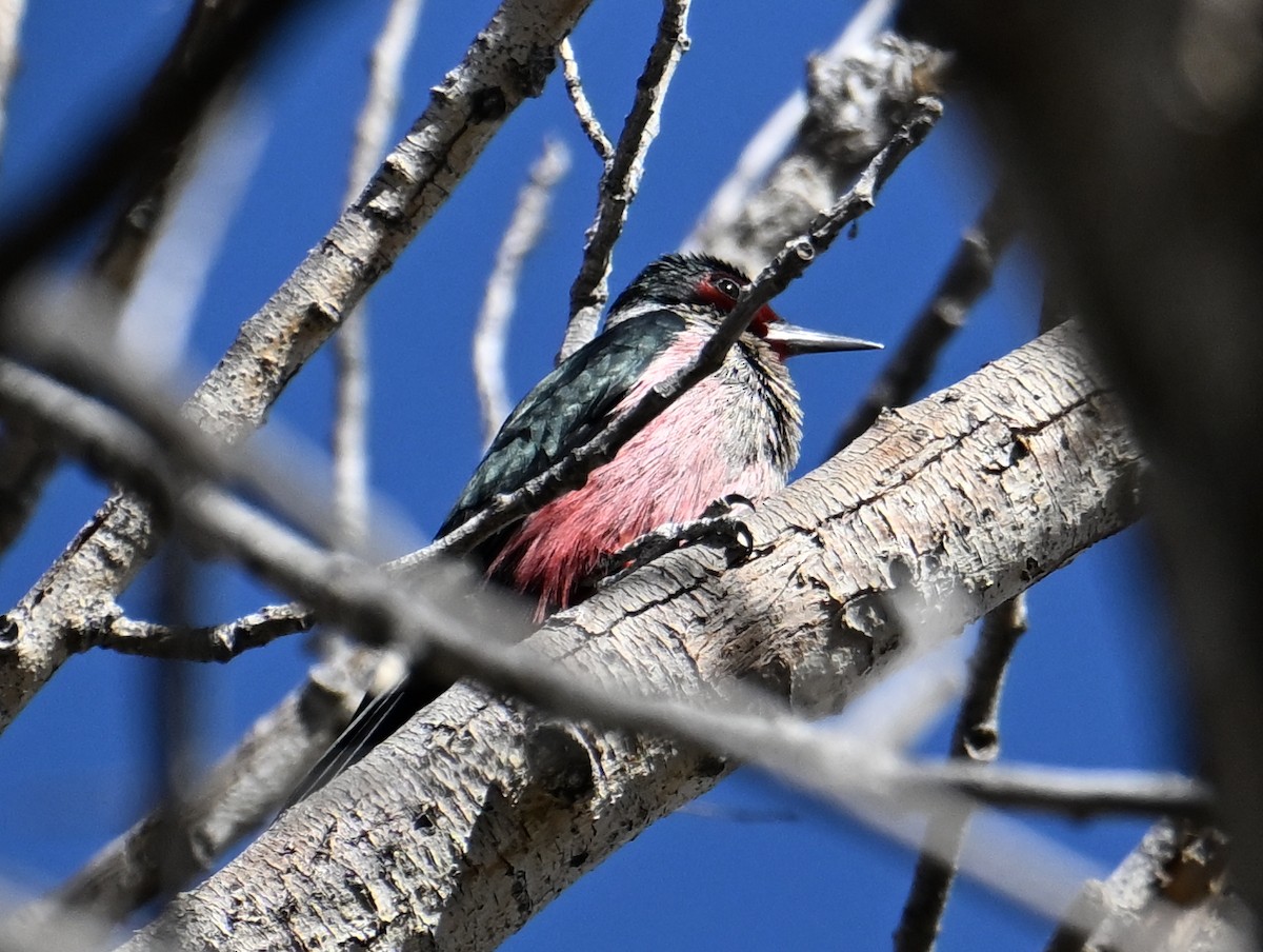 Lewis's Woodpecker - ML646196623