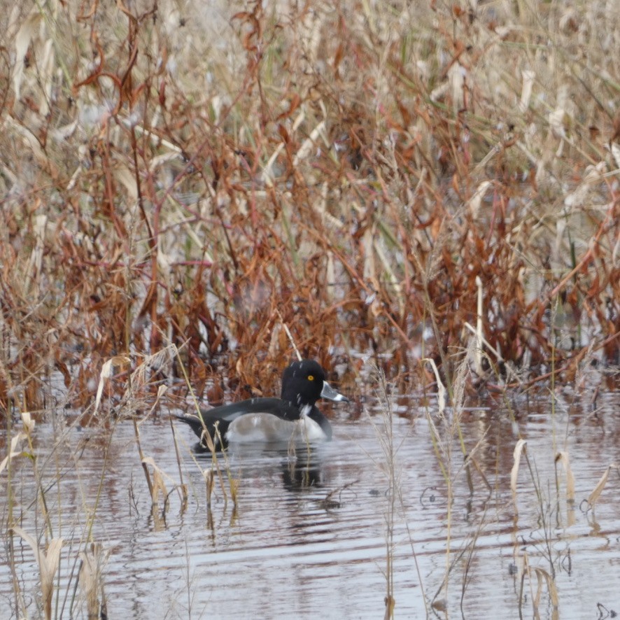 Ring-necked Duck - ML646196633