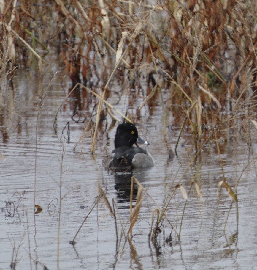 Ring-necked Duck - ML646196634