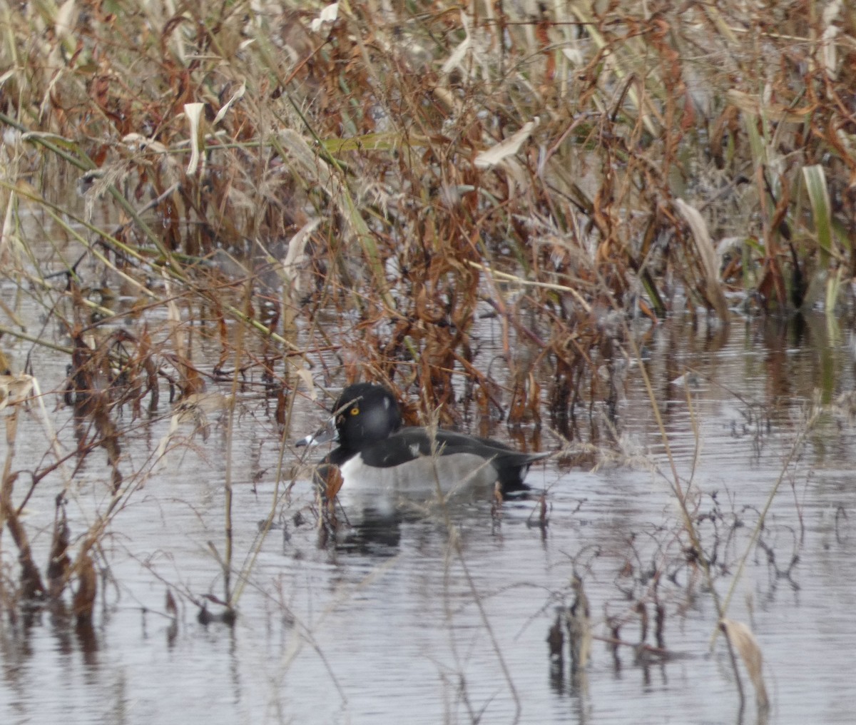 Ring-necked Duck - ML646196636