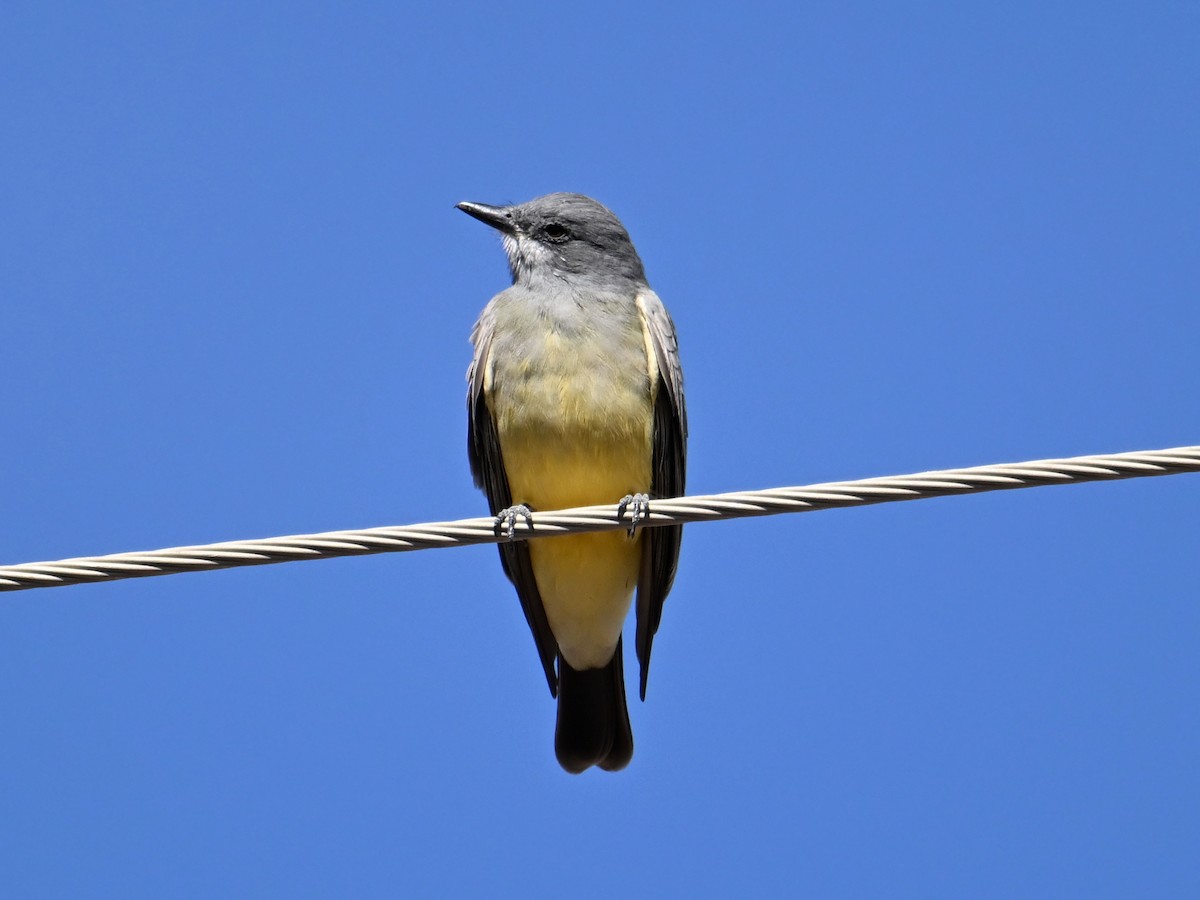 Cassin's Kingbird - ML646196638